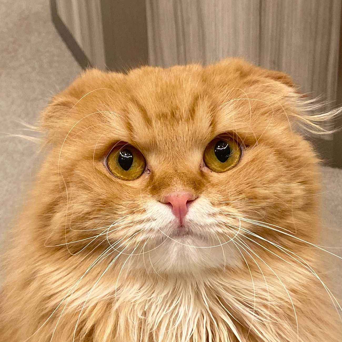 たぬきち